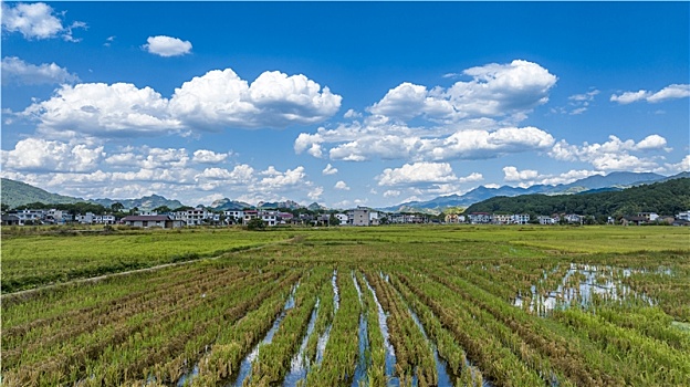 乡村丰收稻田稻穗摄影图