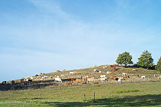 母牛,草地,靠近,岛屿,梅克伦堡州