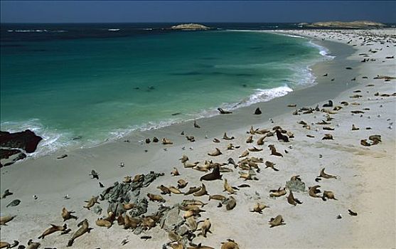 加州海狮,栖息地,峡岛国家公园,加利福尼亚