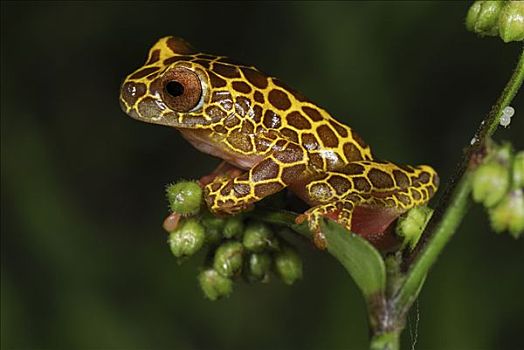 树蛙,长颈鹿,阶段,国家级保护区,秘鲁