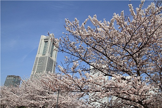 横滨,地标大厦,樱花,日本