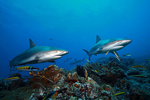 两个,加勒比礁鲨,游动,上方,珊瑚礁,大巴哈马岛,巴哈马,中美洲