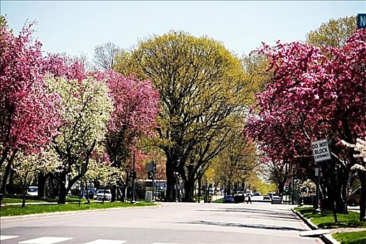 树,道路,华盛顿特区,美国
