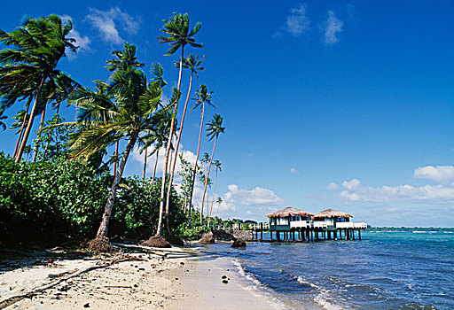 萨摩亚群岛,椰树,胜地