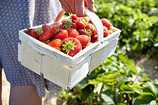 草莓,新鲜,地点
