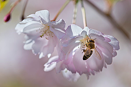 花,日本,樱花,蜜蜂