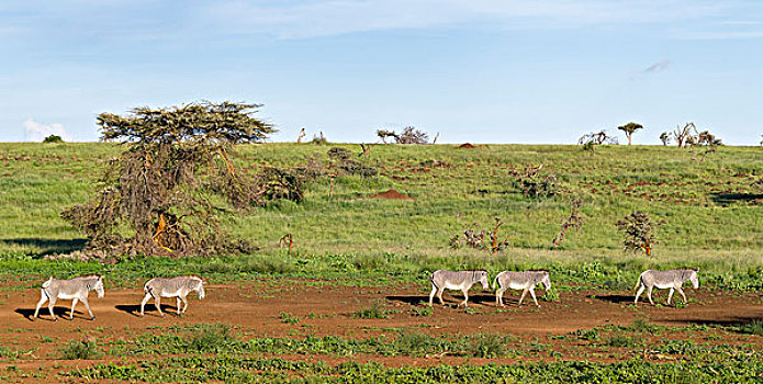 细纹斑马,野生,防护,濒危物种,肯尼亚,非洲,大幅,尺寸