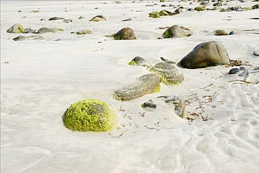 海底,退潮,暴露,遮盖,绿藻,结构,形态,沙子