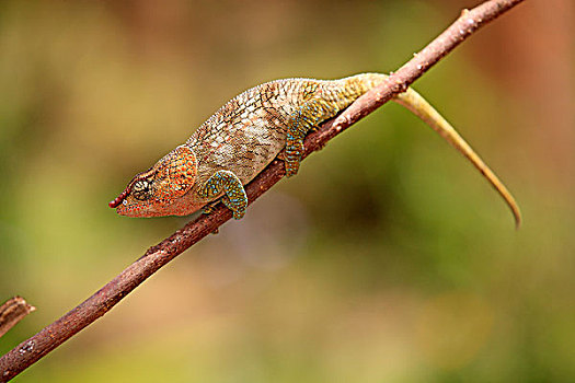 雄性,觅食,马达加斯加,非洲