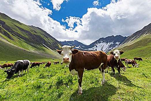 母牛,放牧,山谷,白鼬,奥斯塔谷,意大利,欧洲