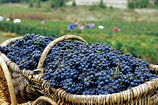 法国,勃艮第大区,葡萄丰收,篮子