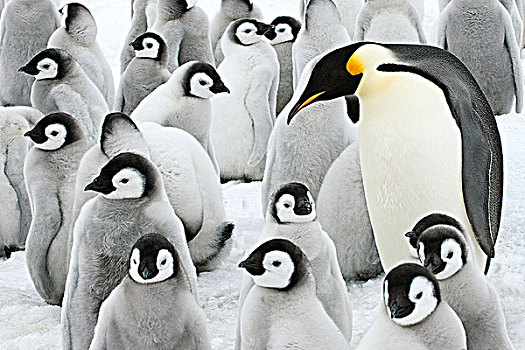 成年,帝企鹅,幼禽,雪丘岛,南极半岛