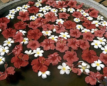 木槿,鸡蛋花,花,水中,靠近,巴厘岛,印度尼西亚