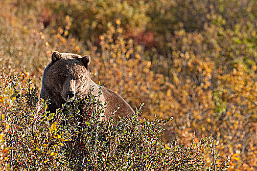 棕熊,荒野,省立公园,育空地区,加拿大,秋天