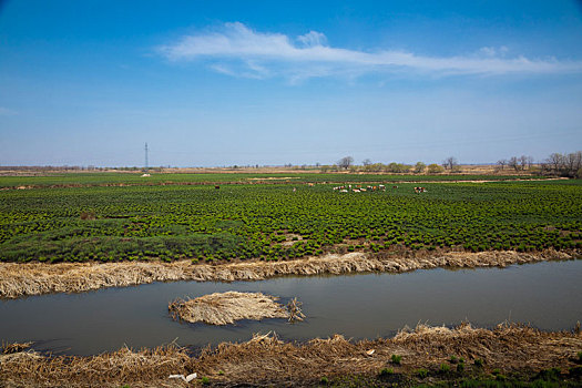 黑龙江春天的湿地