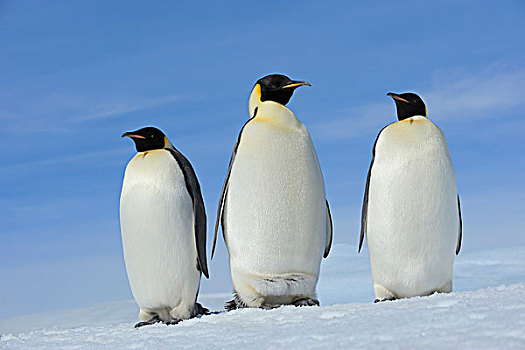三个,帝企鹅,雪丘岛,南极半岛,南极