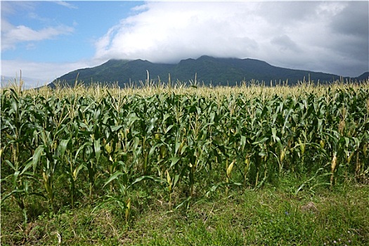 玉米田,山,背景