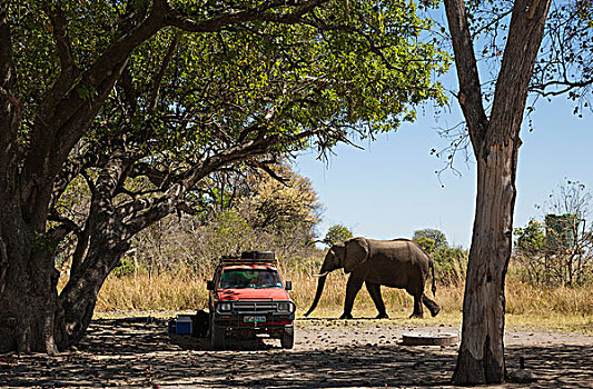 非洲象,桥,营地,奥卡万戈三角洲,莫雷米禁猎区,博茨瓦纳,非洲