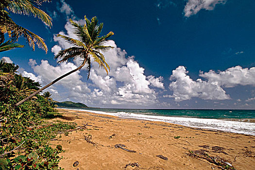 棕榈树,海滩,波多黎各
