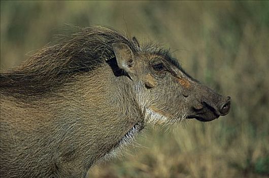疣猪,禁猎区,南非