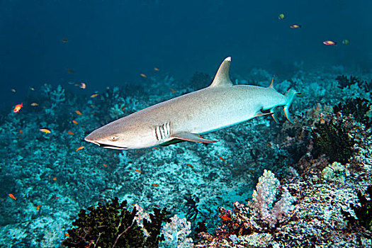 灰三齿鲨,上方,珊瑚礁,印度洋,南马累环礁,马尔代夫,亚洲