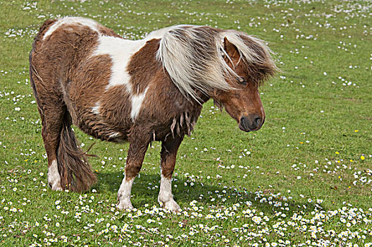 苏格兰,设得兰群岛,大陆,纯种动物,设得兰矮种马