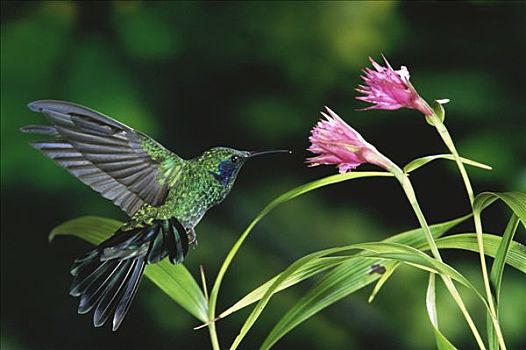 绿紫耳蜂鸟,蜂鸟,兰花,花蜜,蒙特维多云雾森林自然保护区,哥斯达黎加