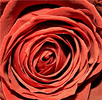 红玫瑰,微距