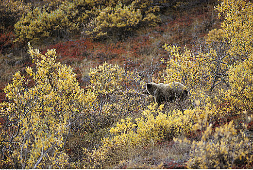 大灰熊,柳树,德纳里峰国家公园,阿拉斯加,美国