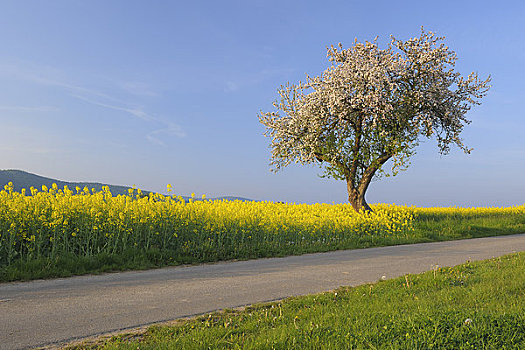 花,苹果树,油菜地