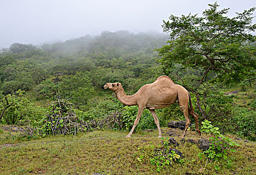 单峰骆驼,绿色,山,季风,季节,旱谷,靠近,塞拉莱,佐法尔,区域,阿曼,亚洲