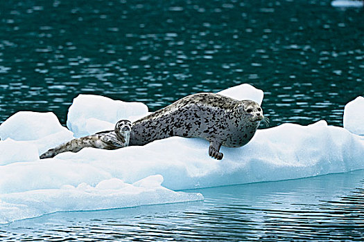 斑海豹,母亲,幼仔,浮冰,阿拉斯加