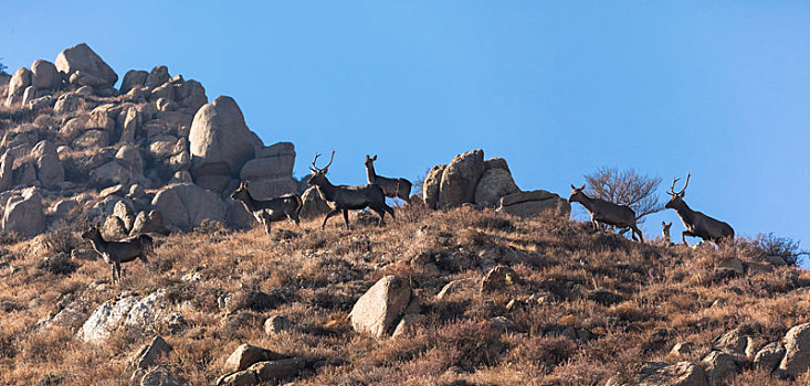 贺兰山马鹿,马鹿,赤鹿,贺兰山国家自然保护区