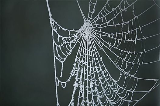 蜘蛛网,白霜