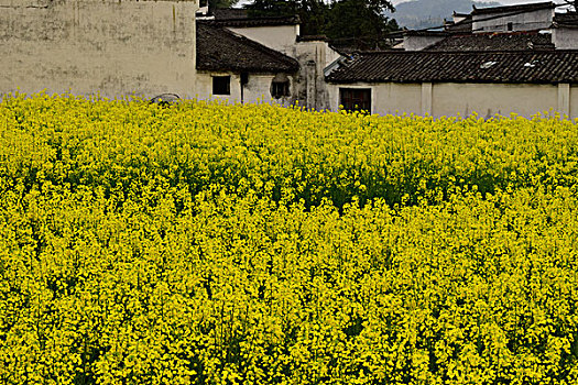 古村花季