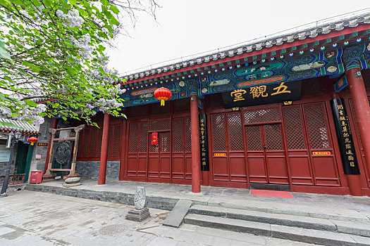北京法源寺的丁香花开了