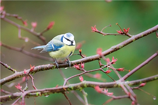 蓝冠山雀,鸟