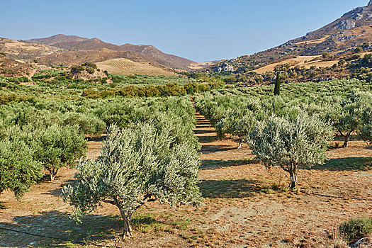 橄榄种植园,欧橄榄,克里特岛,希腊,欧洲