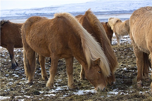 牧群,冰岛马,冬天