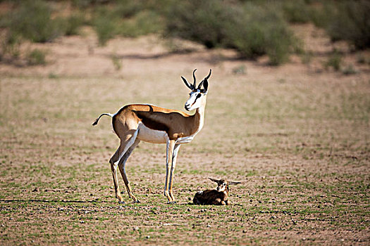跳羚,母亲,出生,卡拉哈迪大羚羊国家公园,南非,次序
