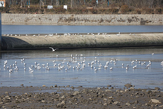 山东省日照市,两城河湿地公园成鸟儿乐园,万鸟翱翔场面壮观