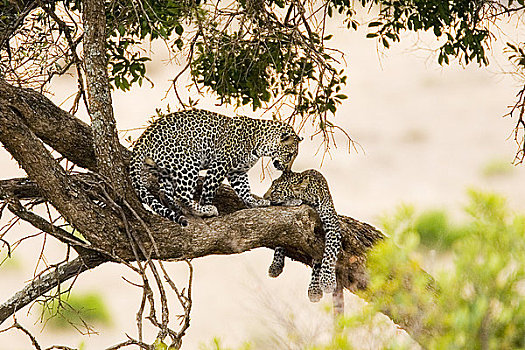 两个,豹,兄弟,睡觉,刺槐,马赛马拉,肯尼亚,东非
