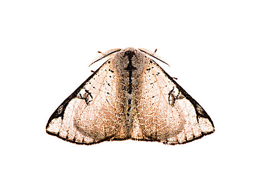 透明翅膀图片_透明翅膀图片大全_透明翅膀图片素材