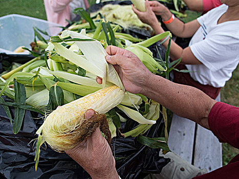 缅因,龙虾,节日,美国