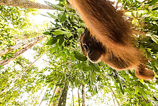 猩猩,丛林,印度尼西亚