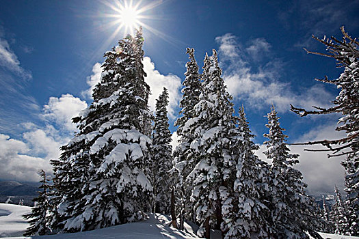 林木线,俄勒冈,美国,雪,树,阳光,胡德山