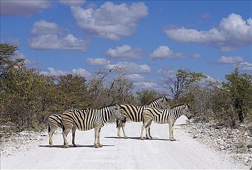 布契尔斑马,马,斑马,哺乳动物,埃托沙国家公园,纳米比亚,非洲,动物