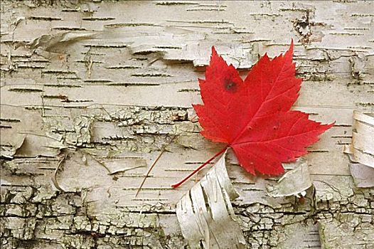红枫,叶子,阿尔冈金省立公园,安大略省,加拿大
