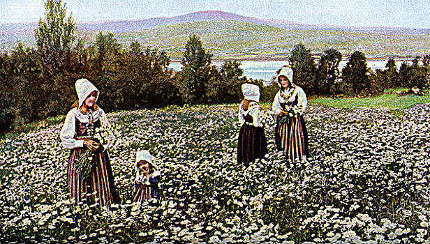 摘花,草地,靠近,瑞典