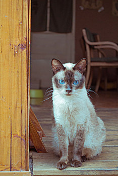 坐在门口盯着你看的猫咪